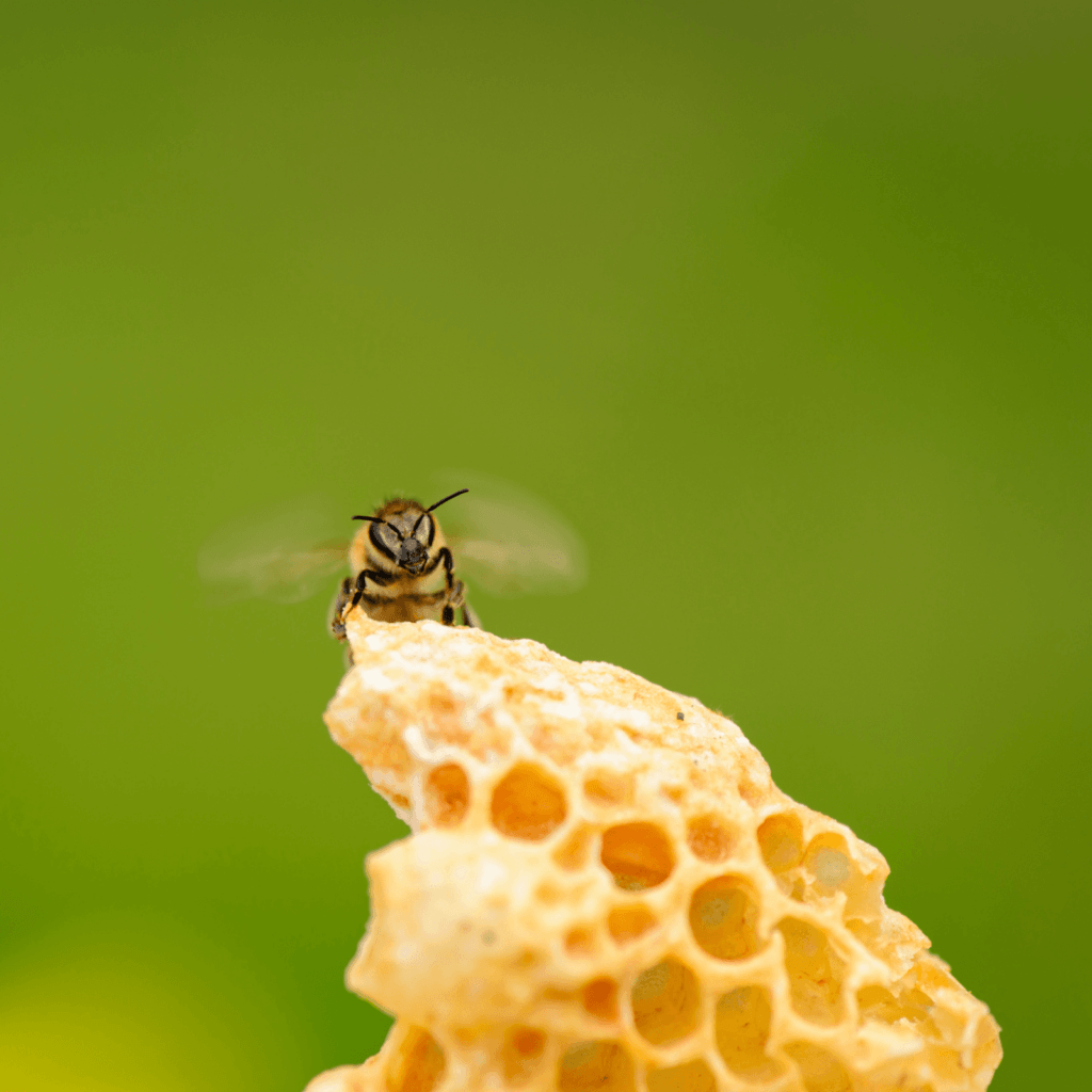 Gelée Royale