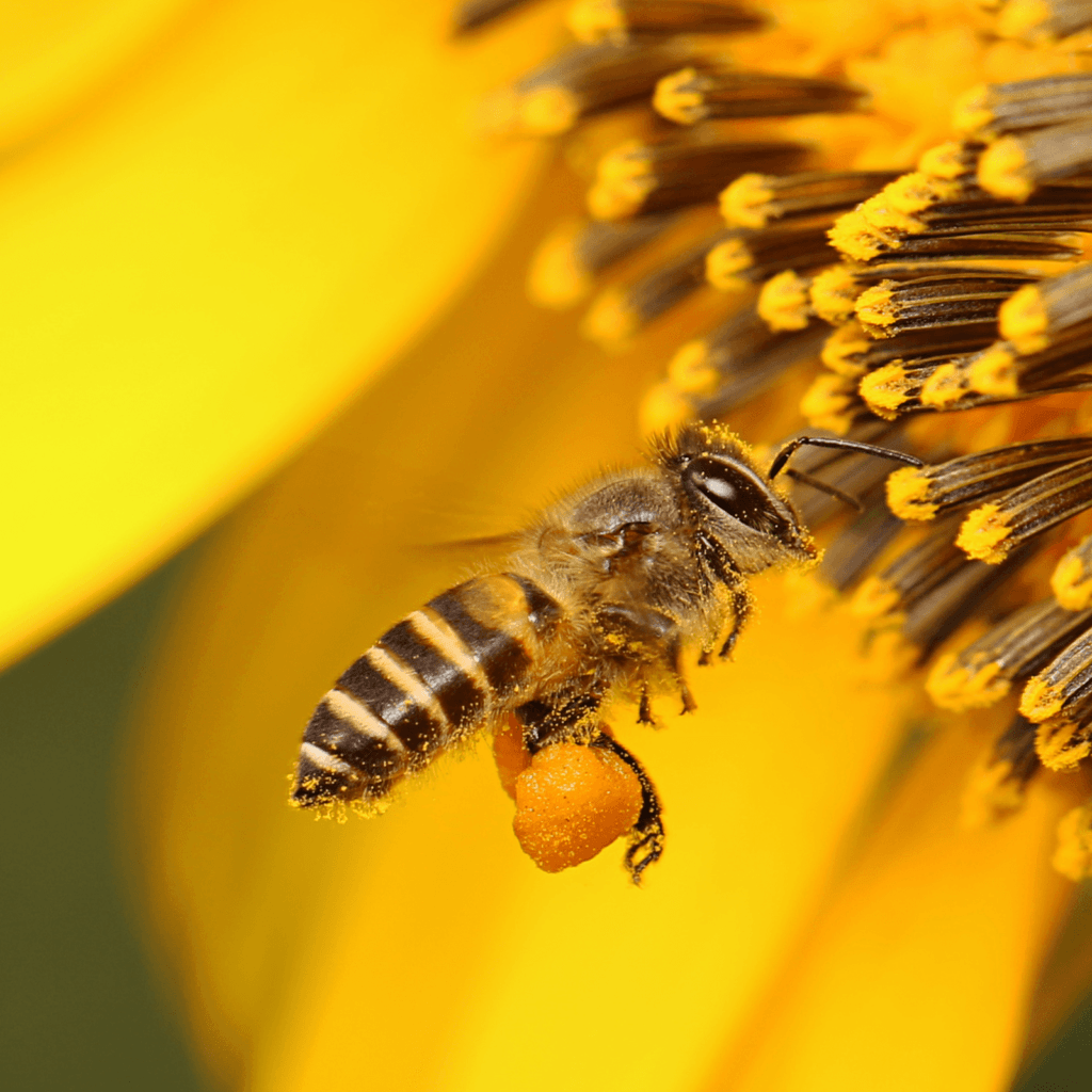 Bienenpollen