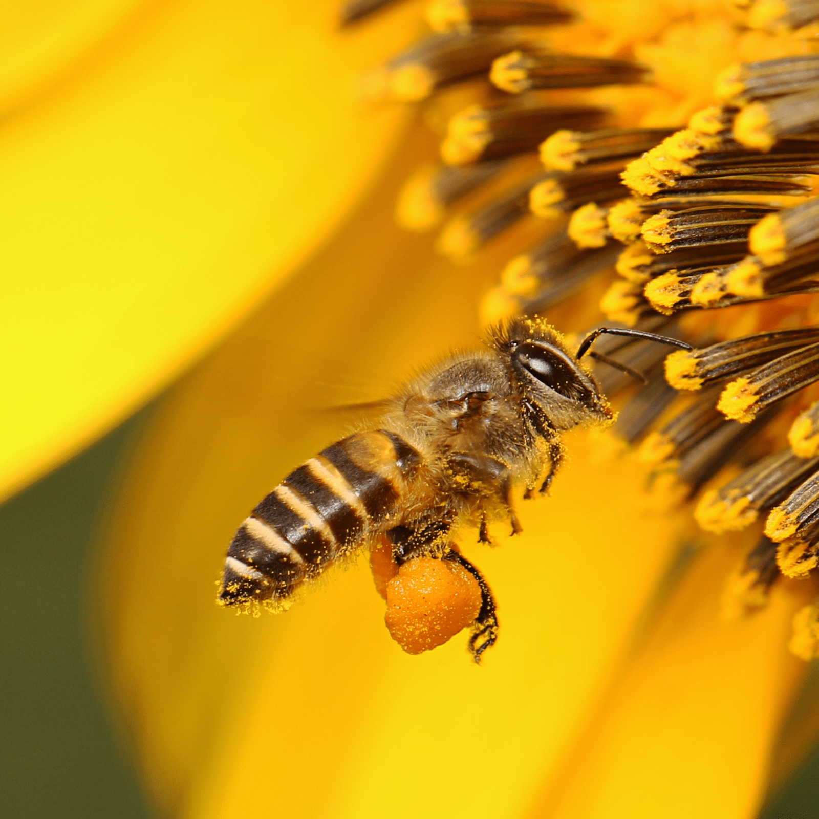 Polline : Svela i Segreti del Polline d'Api. Scopri i Benefici Naturali!