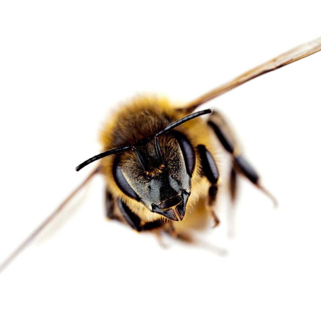 bee venom