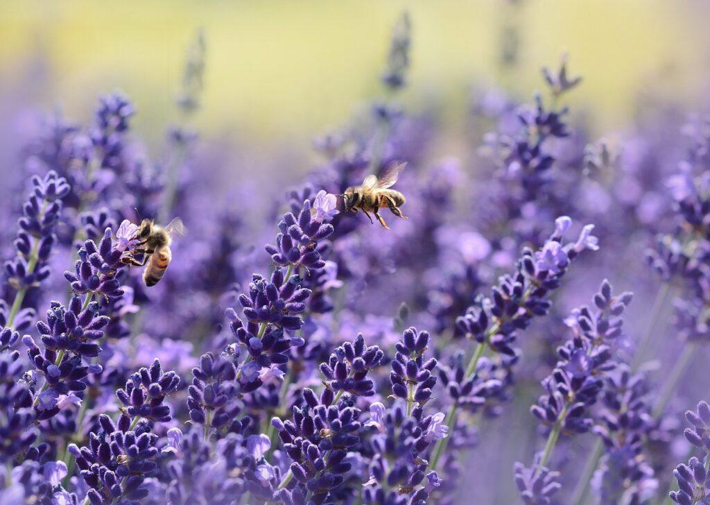 lavenders, bees, pollinate