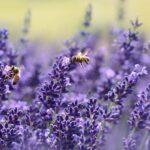 lavenders, bees, pollinate