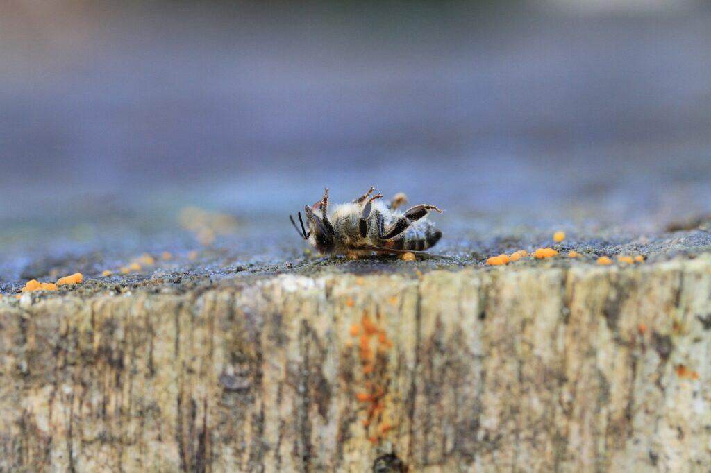 bee, dead, pesticides