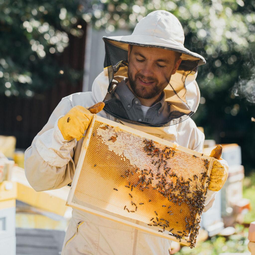 Apicoltore: un lavoro nobile e un ruolo fondamentale per ambiente